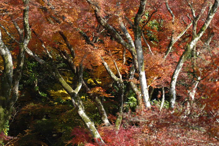 071130akiduki 025